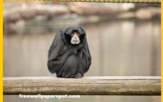 Siamang Gibbon sitting alone on a log in a zoo