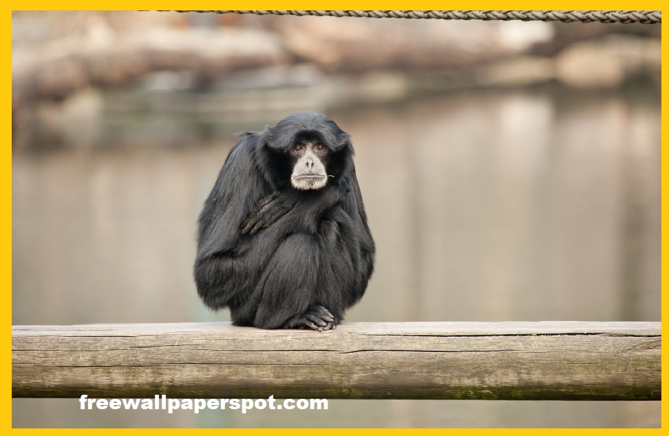 Siamang Gibbon, sitting alone on a log in a zoo